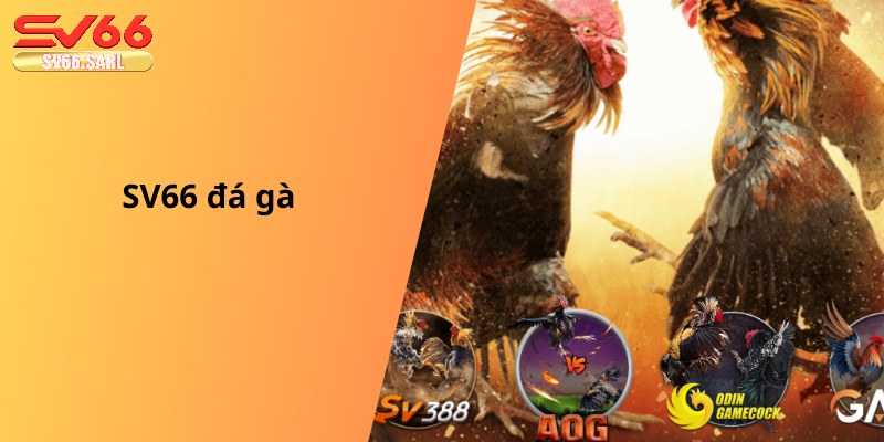 SV66 đá gà